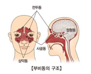 부비동 구조