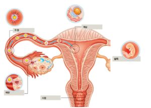임신과정